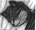 catd.jpg (4644 bytes)